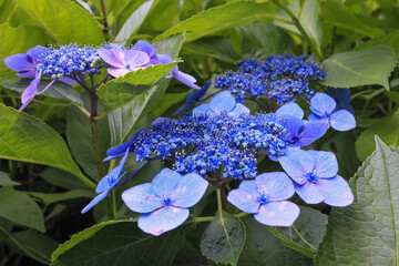 東京散歩　飛鳥山の満開の紫陽花