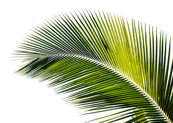 Palm leaf transparent png. Palm leaf isolated on transparent background
