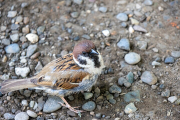 House sparrow stands on the ground