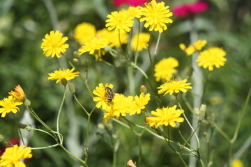 Small wild bee sits on a yellow flower and collects nectar
