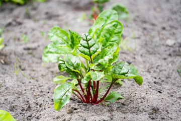 Leaf beet leaves growing in the garden in summer, organic cultivation.