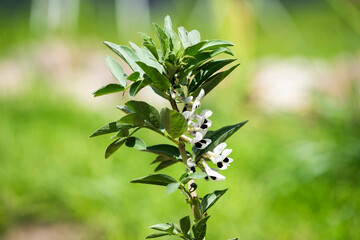 Broad beans growing in the garden in summer, organic cultivation.