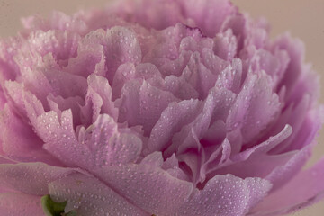 One pink peony With background and without background