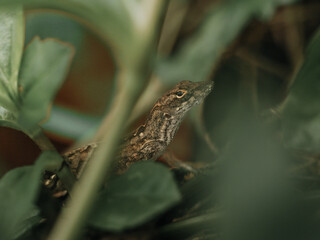 Lizard in natural habitat