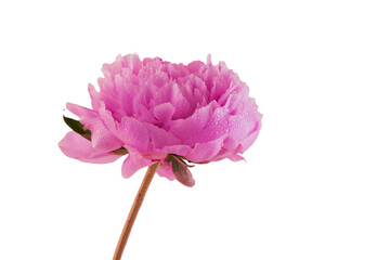 One pink peony With background and without background