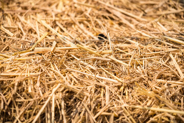 close up rice straw agricultural pattern background