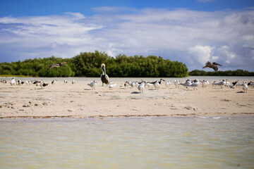 coastal seabirds sanderlings pelicans and cranes resting on a sandy shore island beach of gulf of Mexico