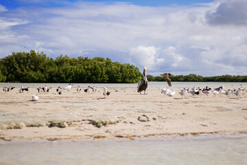 coastal seabirds sanderlings pelicans and cranes resting on a sandy shore island beach of gulf of Mexico