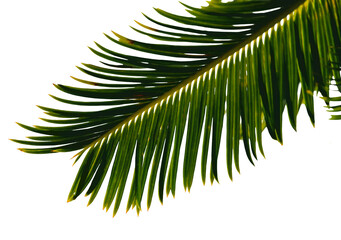 Obraz premium Palm leaf transparent png. Palm leaf isolated on transparent background