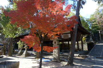 秋の今宮神社 絵馬堂の紅葉 京都市北区紫野