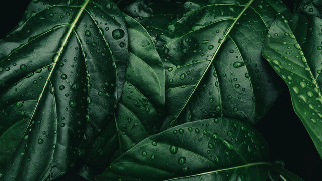 water drops splashing on green leaf, purity nature background