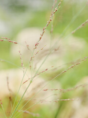 close up of grass