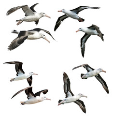 Fototapeta premium Set of albatrosses in flight, showcasing their large wingspan and majestic presence Perfect for bird and wildlife enthusiasts in isolated on transparent background