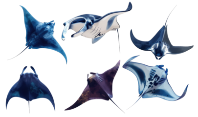 Collection of six colorful manta rays in isolated on transparent background, showcasing underwater marine life and vibrant oceanic creatures