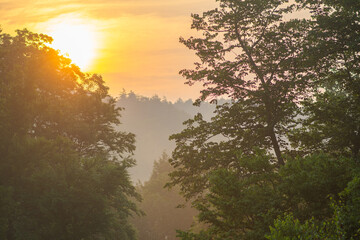Fototapeta premium Morning sunrise woodland landscape fog, copy space selective focus natural background, stunning sky summer forest in the morning 