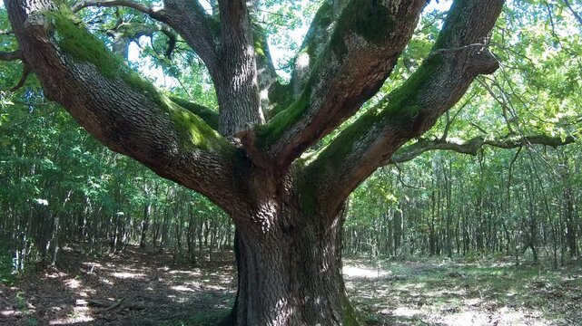 Very big english oak tree (Quercus Robur) in the forest in springtime