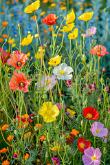 Colorful wildflowers blooming in a meadow.