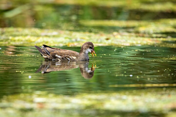 A moorhen on a pond