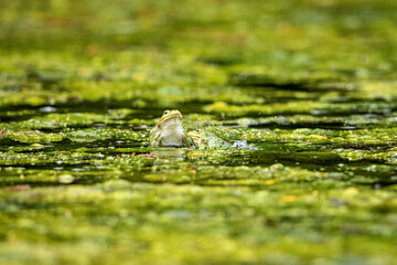 A green frog in a pond