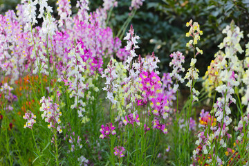 Fototapeta premium Linaria flower in the garden