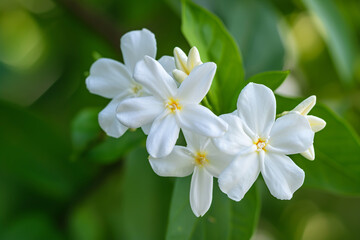 White jasmine flowers branch with leaves