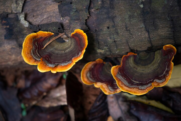 Close up.Three Brown Mushrooms (Stereum ostrea) are blooming on dry piece of wood in rainy season.