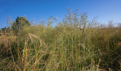 Fototapeta premium Feldrand mit Himmel , Juni und reifender Raps 