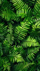 Fern, Free wallpaper, Desktop backgrounds image - generative ai