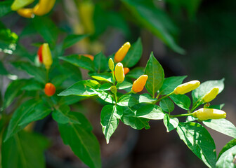 Close-up ripe yellow red tabasco pepper fruits on plant branches at backyard garden in Dallas, Texas, chili species Capsicum frutescens originating in Mexico popular in sauce, peppered vinegar