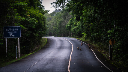 A road that leads into the forest at Khao Yai National Park, a World Heritage Forest, Thailand.