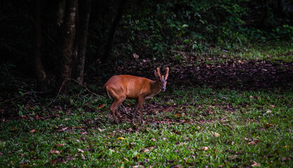 Wild deer come out to find food along the roadside at Khao Yai National Park, a World Heritage forest in Thailand.