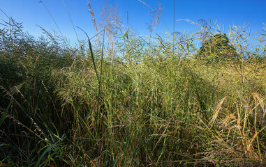 Feldrand mit Himmel , Juni und reifender Raps 