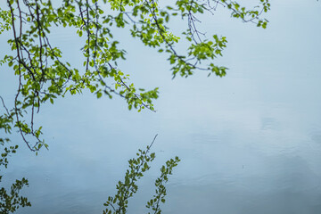 Lake Reflections. Branches of trees with green leaves overhanging a puddle of stagnant water. Excellent water surface reflection. Tranquil natural beauty.