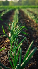 In the plantation fields, green onions thrive in dense, lush clusters, their crisp, green foliage thriving under optimal growing conditions, ideal for both cooking and garnishing