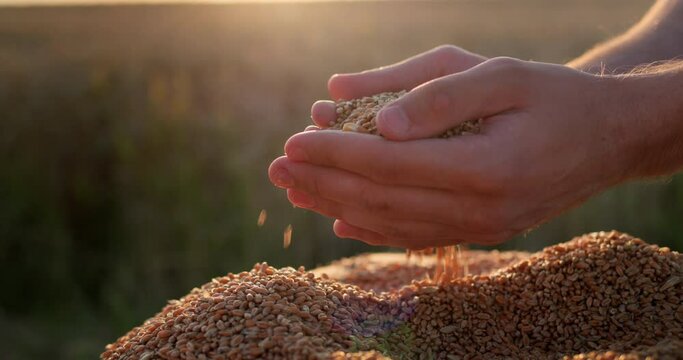 Farmer's hands with grain in the sun. Organic farming concept