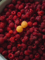 Two yellow raspberries amidst the abundance of red ones. A vertical straight from above macro shot.