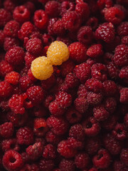 Two yellow raspberries amidst the abundance of red ones. A vertical straight from above macro shot.