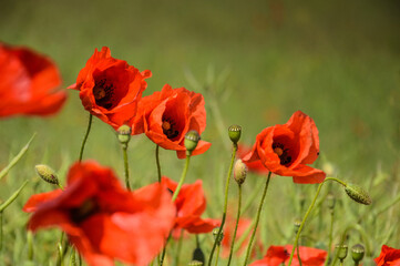 View of Poppy flowers during spring time, Lower Silesia, Poland