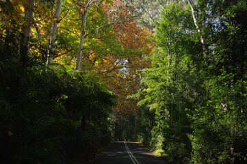 Country road framed by vivid autumn foliage deep in the Blue Mountains of Sydney - Mount Wilson, New South Wales, Australia