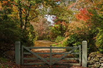 Rustic wooden gate and stone fence surrounded by vibrant autumn foliage at Nooroo Gardens in the...
