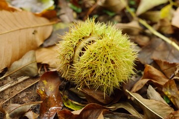 Castanea sativa, or sweet chestnut (aka Spanish chestnut), still in its prickly skin, on a bed of fallen dead autumn leaves at Nooroo Gardens in the Blue Mountains - Mount Wilson, Sydney, Australia