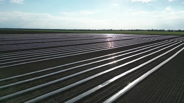 Aerial view of a large field with plastic mulch covering the soil. Rows of plants are visible beneath the plastic.