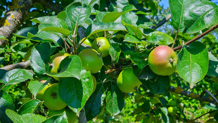 apple tree with young apples in the leaves in the garden