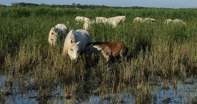 White camargues horses and foals, the Camargue, France