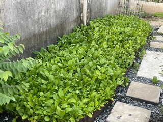Lettuce, lettuce bed, young lettuce, green vegetables, organic