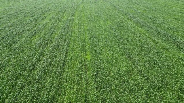 Corn summer field. An aerial view of a lush green field of alfalfa growing in the summer.