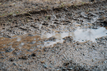 Wet Muddy Track