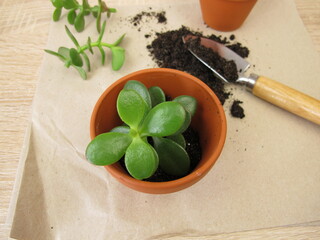 Jade plant propagate with cutting of Crassula ovata