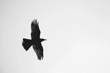 Fototapeta premium close up horizontal isolated image of a bird silhouette flying high in the sky, copy space