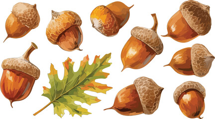 acorn watercolor clipart  © dian's